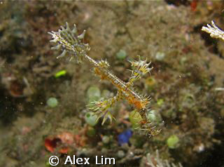 Juvenile Harlequin Ghost Pipefish taken on checkout dive ... by Alex Lim 
